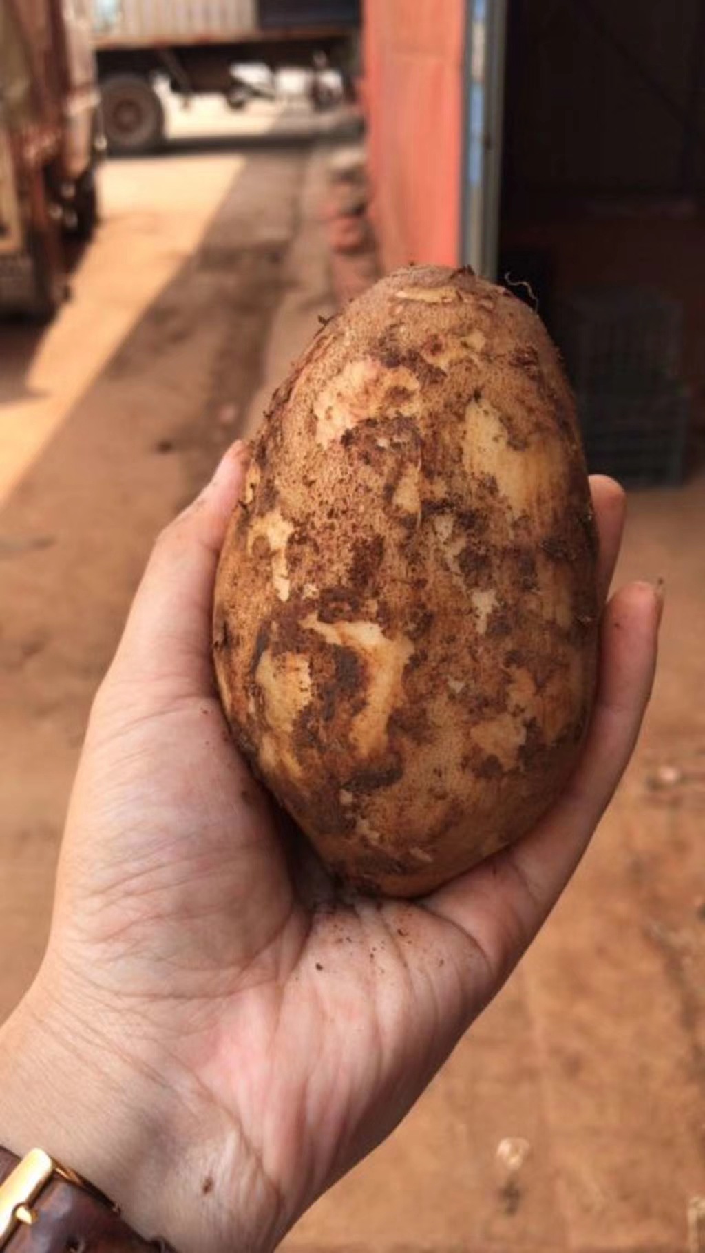 云南红泥沙天山雪莲果新鲜孕妇水果11斤毛重包邮时令当季鲜果