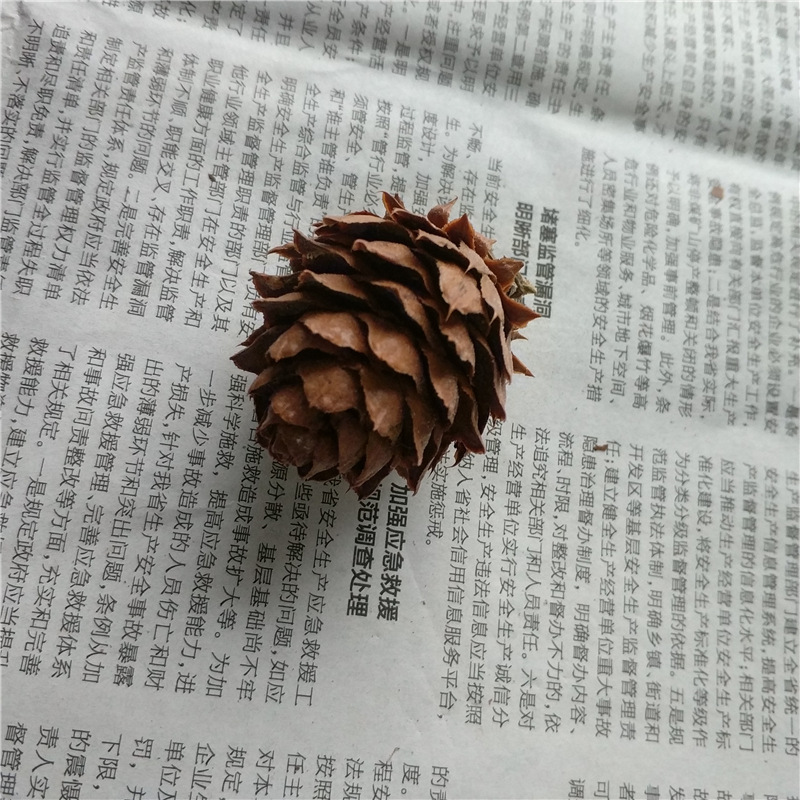 森系zakka天然 柳杉松果 杉树果 干果 干花复古网店拍摄拍照道具