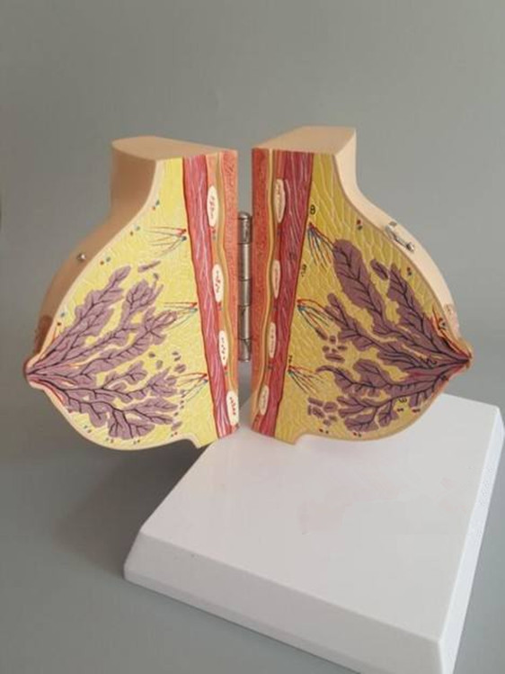 180厂家特价出售静止期女性乳房解剖模型妇科胸部示范教学标本