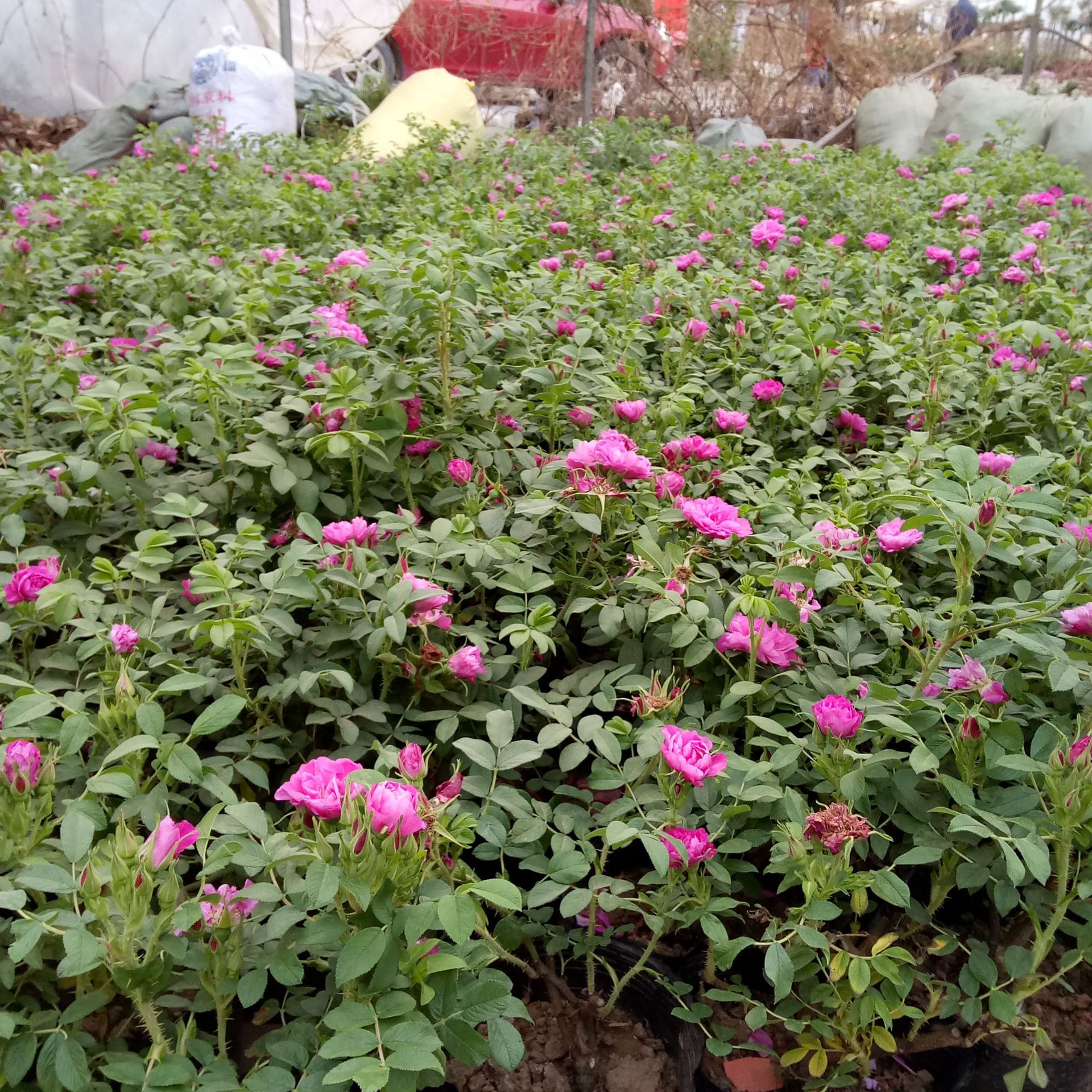 批发低价供应四季玫瑰月季花苗青州花卉基地 绿化苗木月季花苗