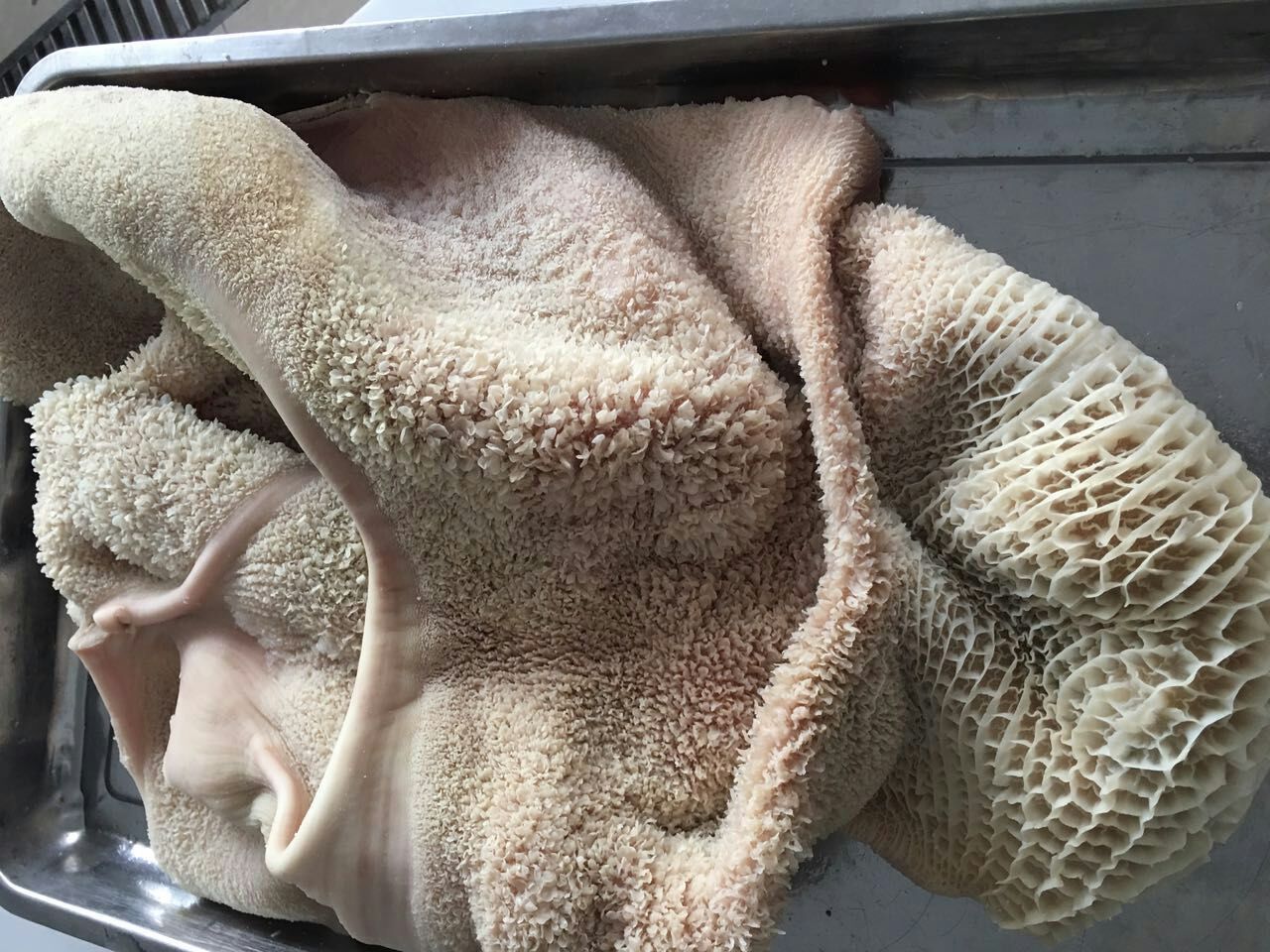 新鲜冻牛百叶 牛羊下货批发 新鲜牛肚羊肚 半成品生牛肚