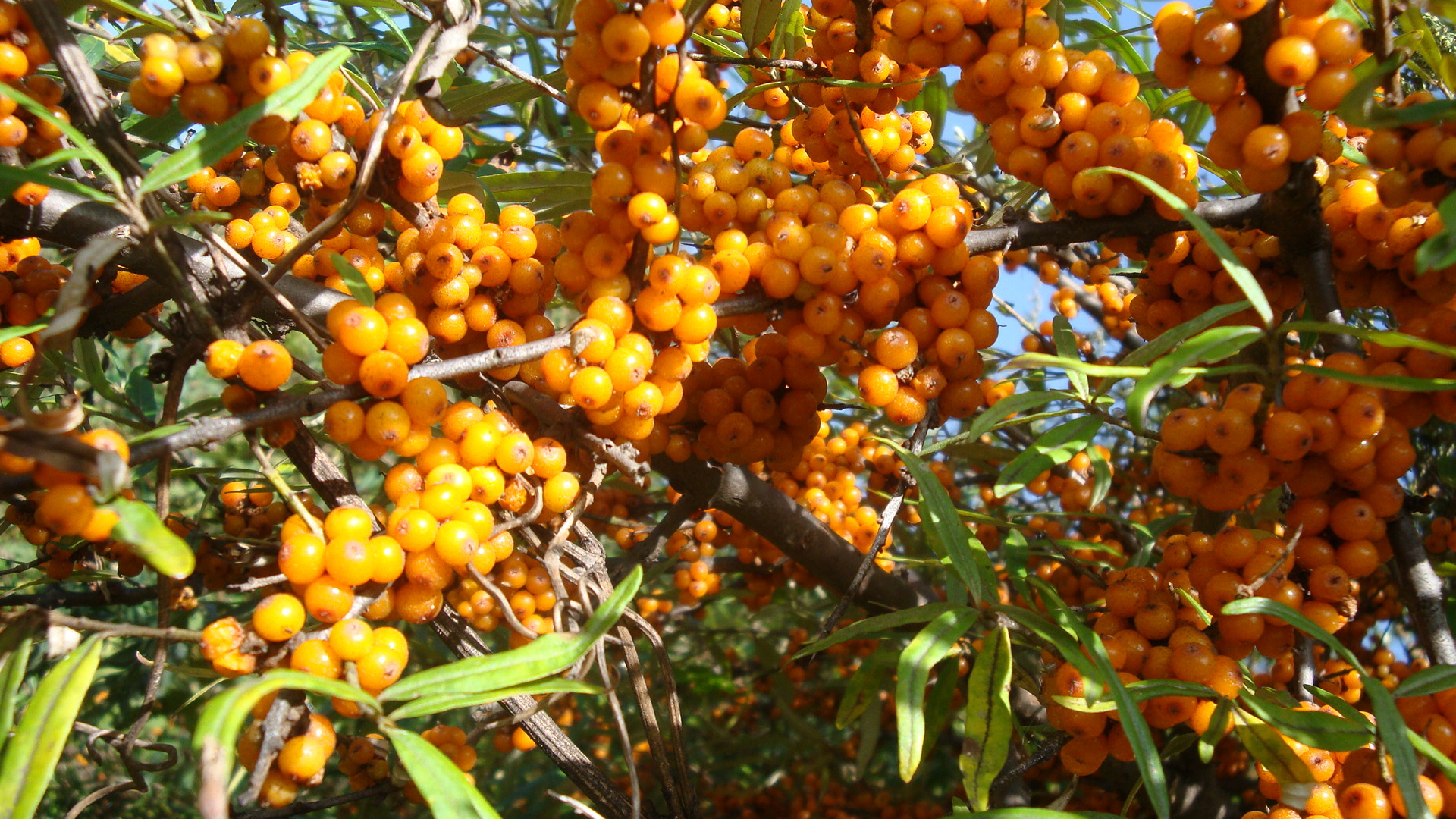 新品 食品级 甘肃特产 中药材野生小果沙棘 艾康含籽沙棘果干