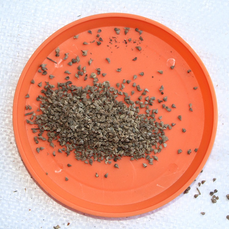 蓝蓟种子 混色 蓝刺头 苏格兰国花 希腊神话大地女神之花 花种子