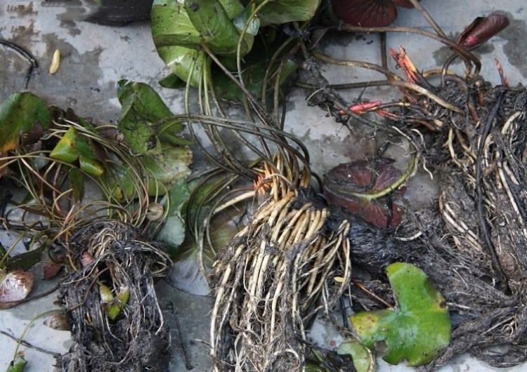 大块睡莲 室内盆栽水培花卉 睡莲根块 水生植物绿化工程