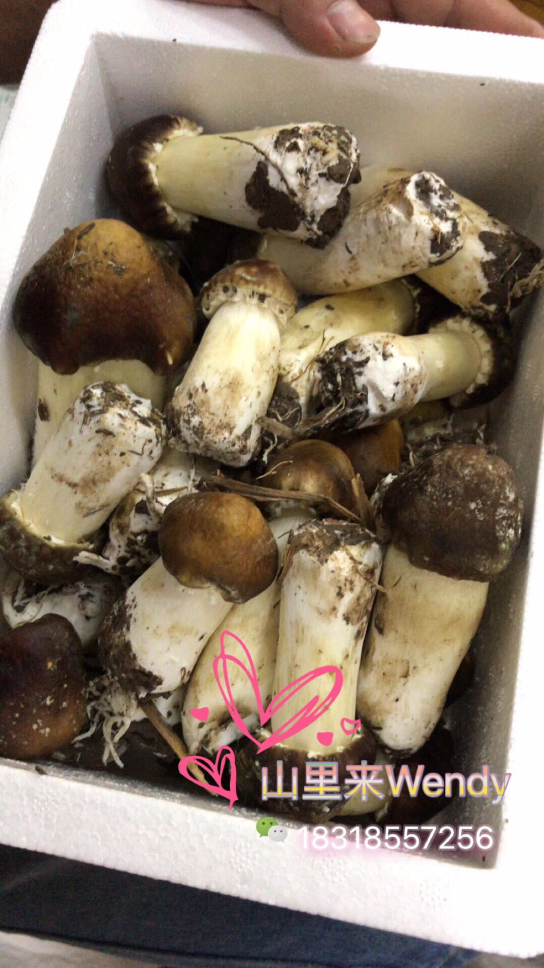 山里来 新鲜姬松茸 食用菌菇散装批发 姬松茸菌 餐饮菇菌