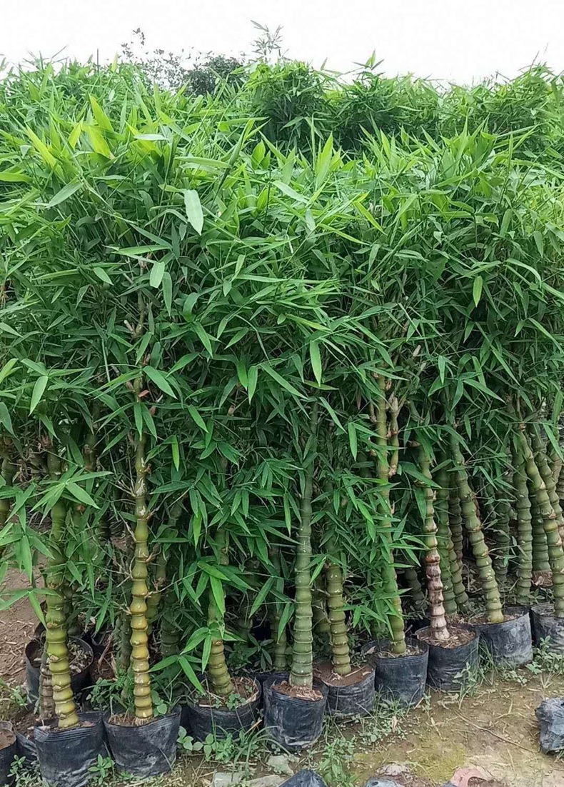 大小型盆栽绿植办公室内客厅庭院植物罗汉竹佛肚竹盆栽佛肚竹大苗
