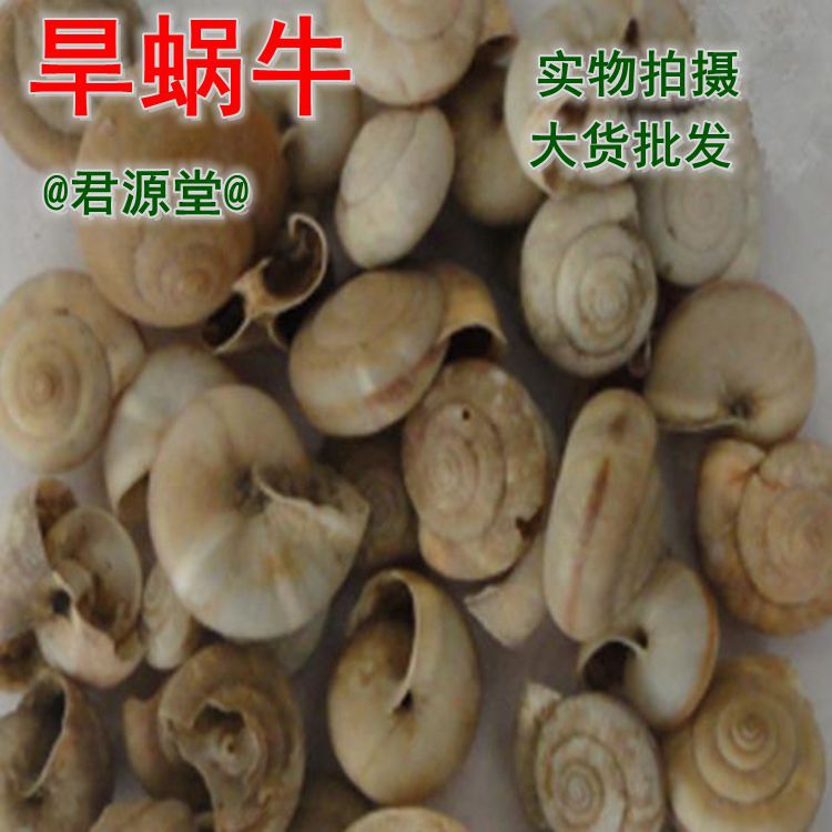 蜗牛 圆螺虫 旱蜗牛 圆螺虫 旱冷