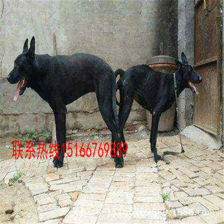 黑狼犬纯种墨界黑狼幼犬活体出售纯种黑狼幼犬公价格活体包养活