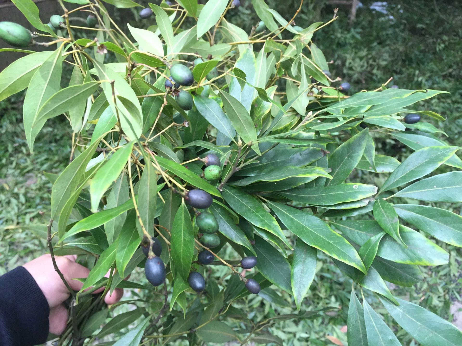 金丝楠木小树.大树.规格齐全.量大重优.现场起树.包手续包上车