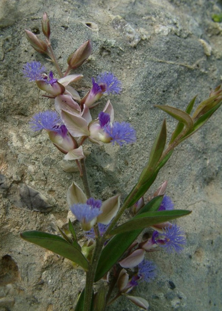 远志种子 头年新采 中药材种苗 远志种籽 优质细叶远志 饱满易种