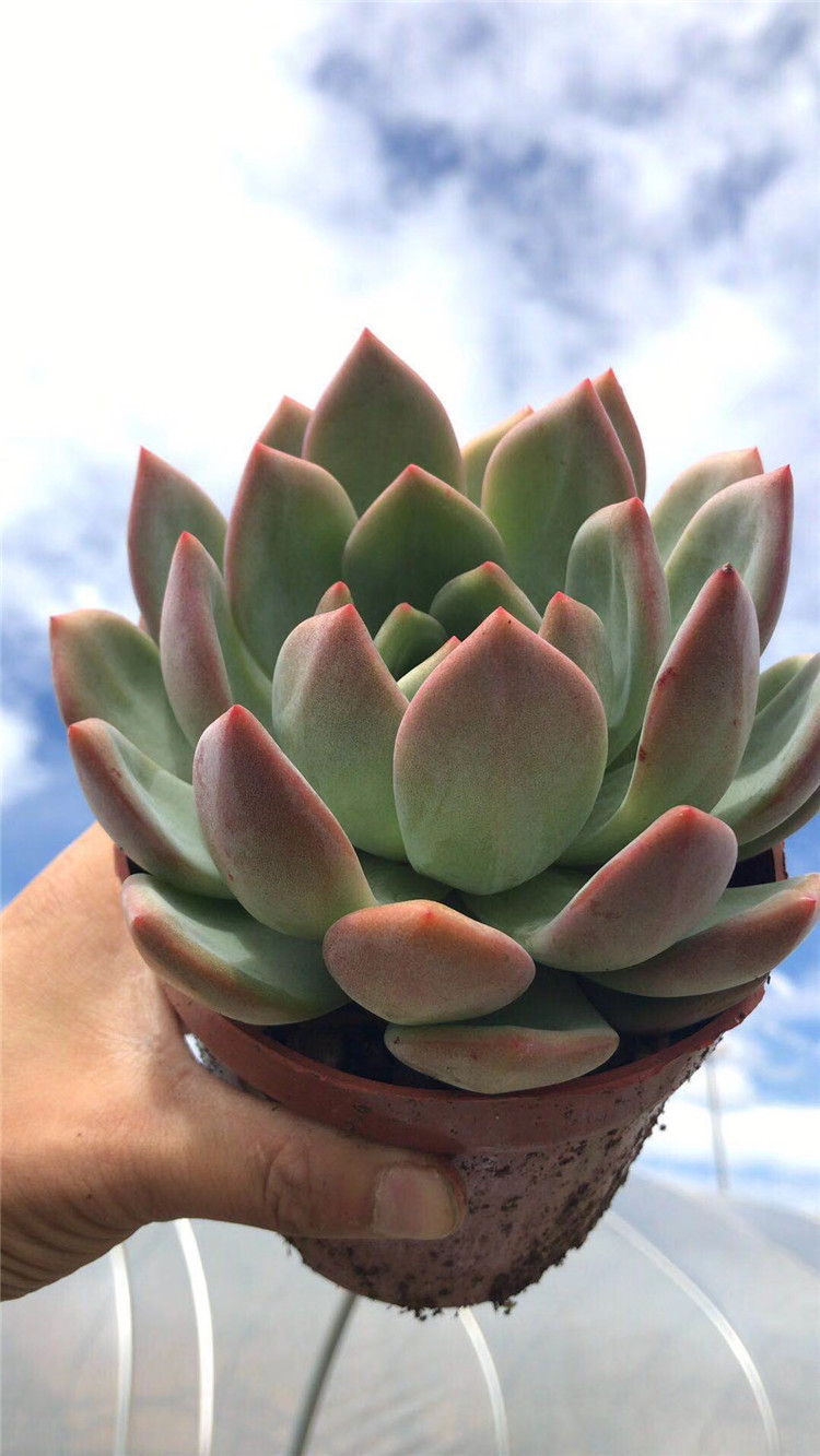 0328多肉植物品种大棚批发香槟单头大号盆12cm品相实拍多肉品种