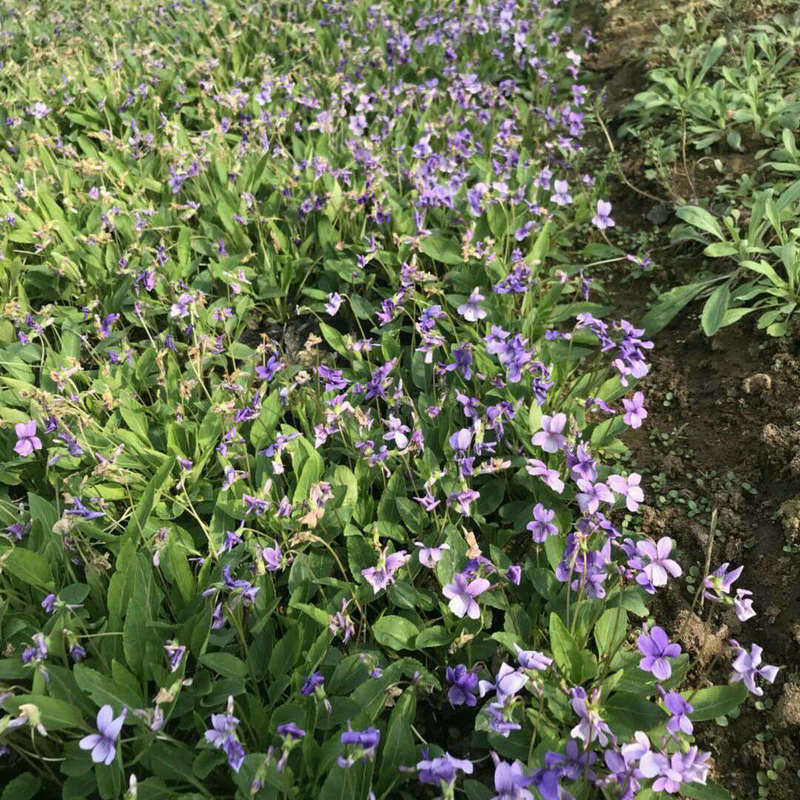 地被植物草本花卉 紫花地丁景观园林造景苦地丁批发