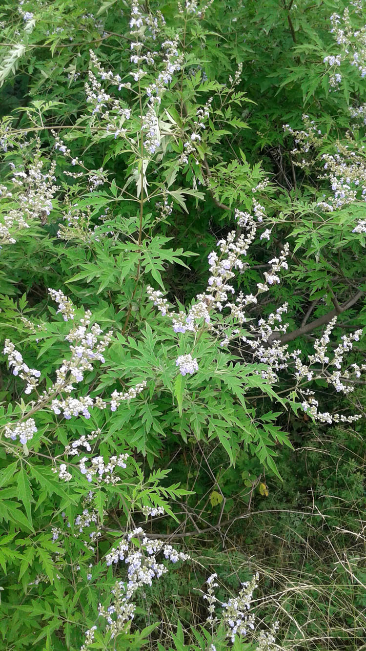 健凤园农家自产荆花蜂蜜500克玻璃瓶自然成熟结晶后荆条蜜白细腻a