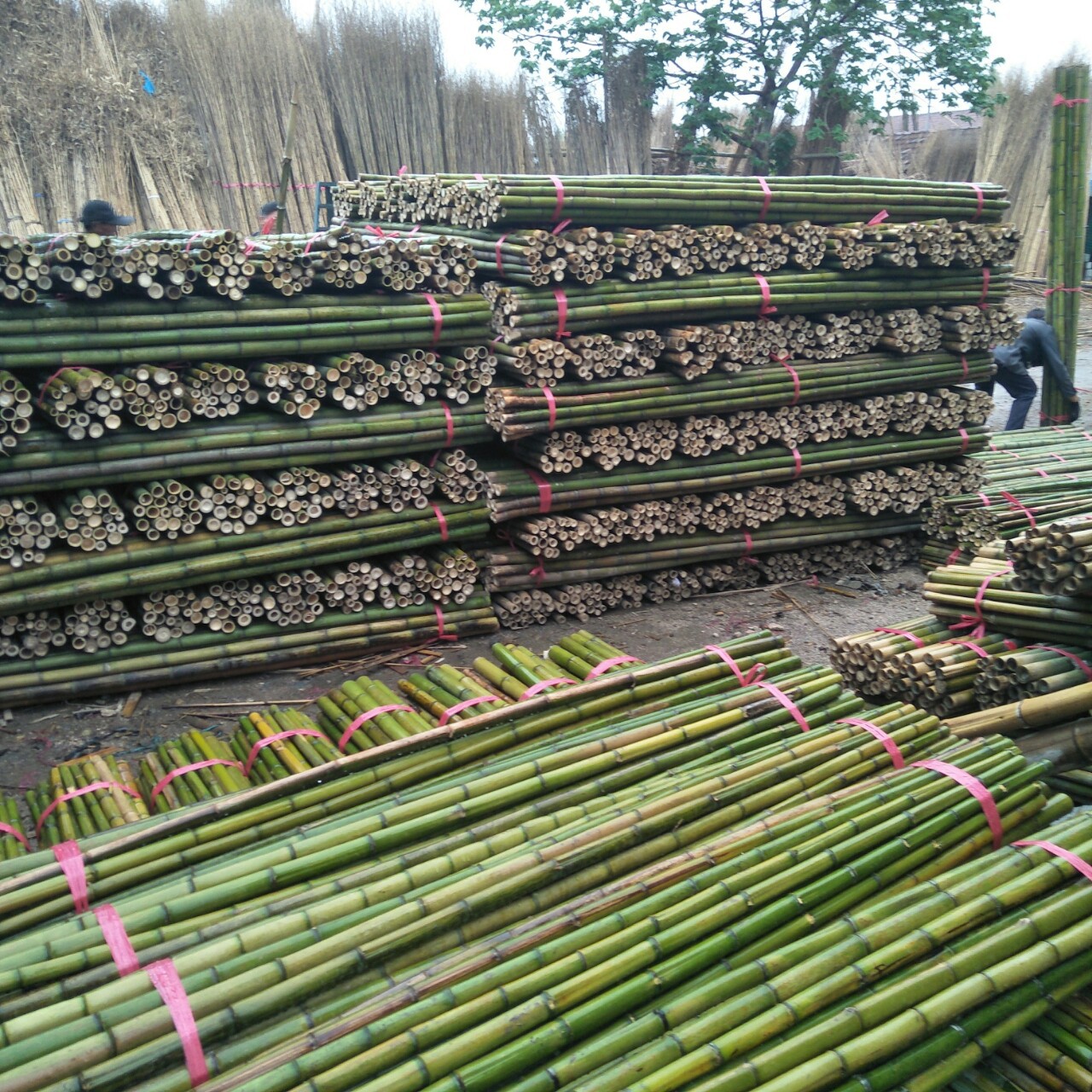 常年批发建筑用毛竹绿化支撑竹杆农业大棚 搭架竹竿