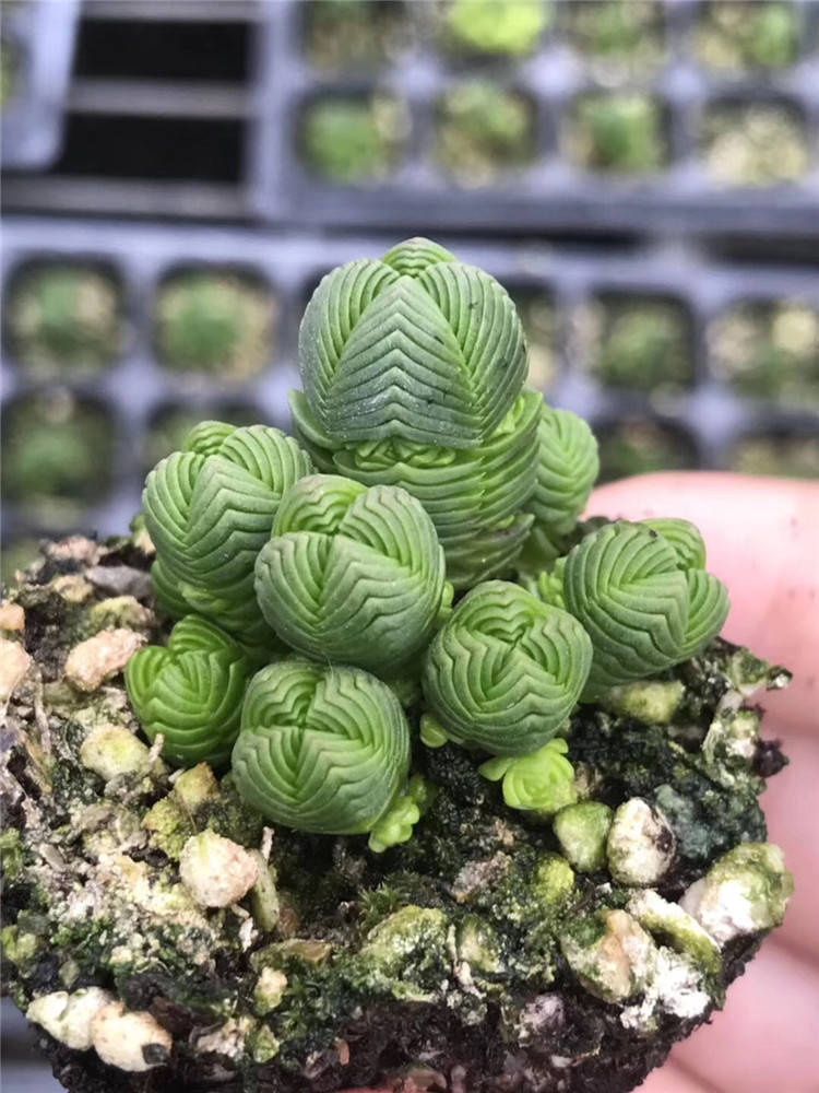 8073多肉植物大棚限量批发 达摩绿塔群生盆6cm5头起状态实拍多肉