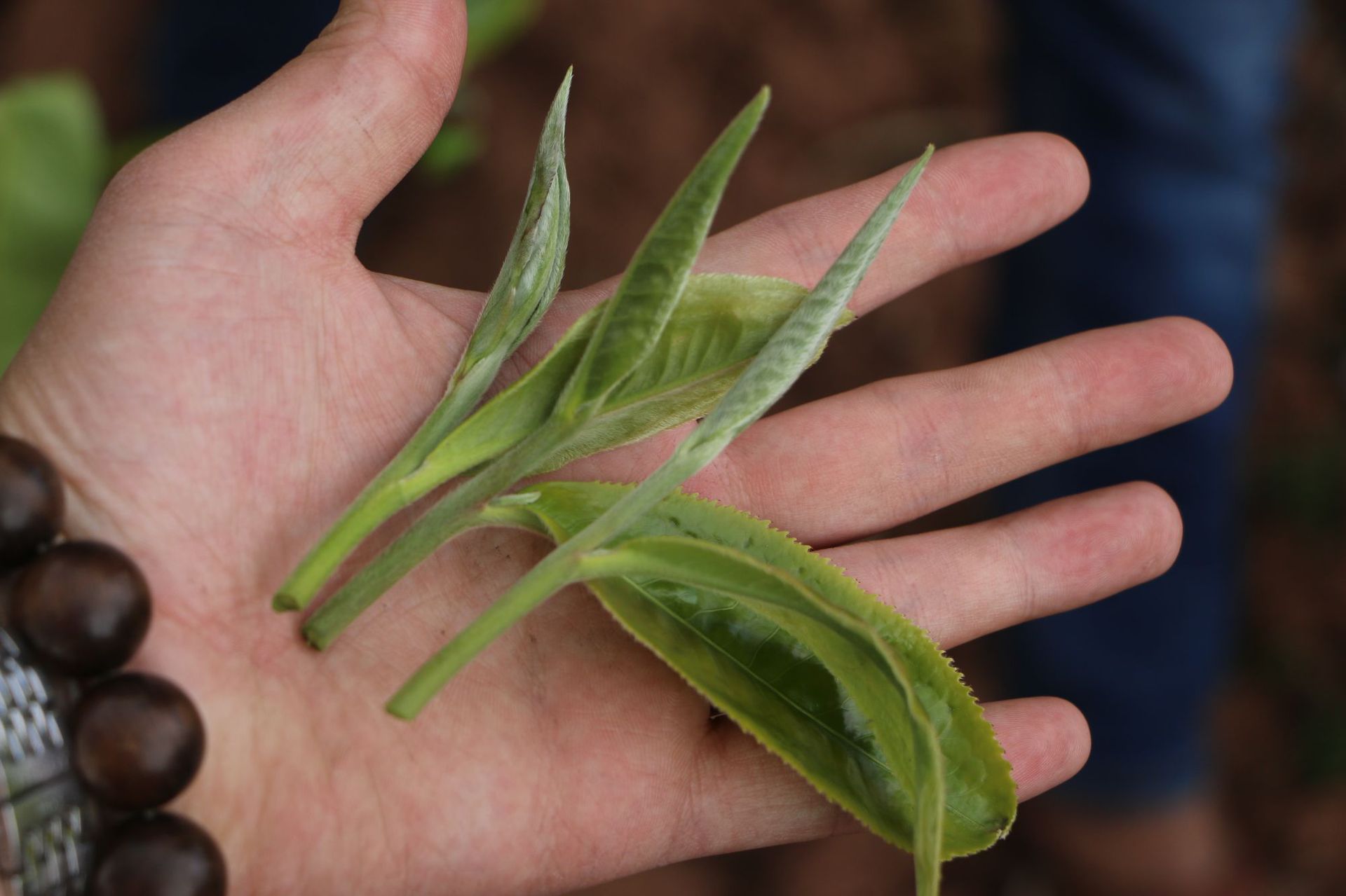 白茶 云南景谷老白茶古树白茶普洱茶生茶散茶 月光白茶叶