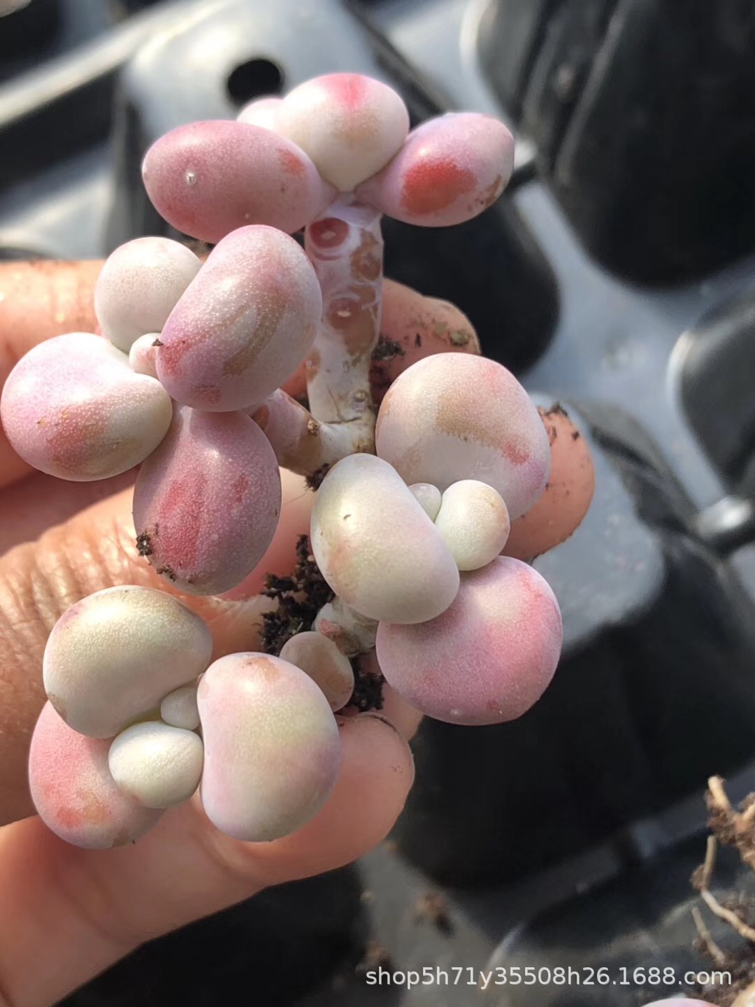 094山东多肉植物大棚批发 双头腰子蛋品相实拍裸根发多肉品种