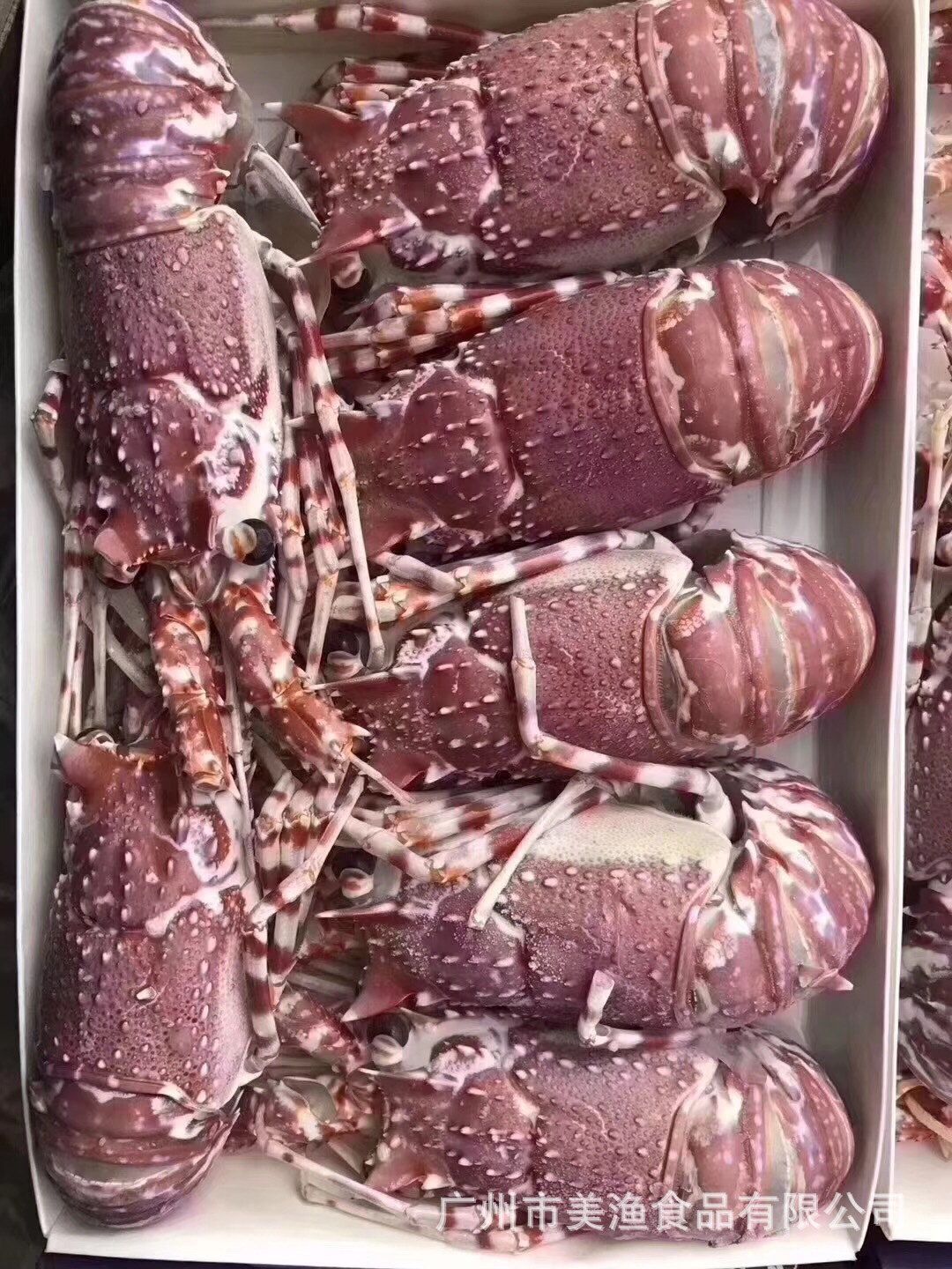 刺身级别 冷冻大虾 莫桑比克 野生 玫瑰龙虾 澳洲花龙虾 1500g/盒