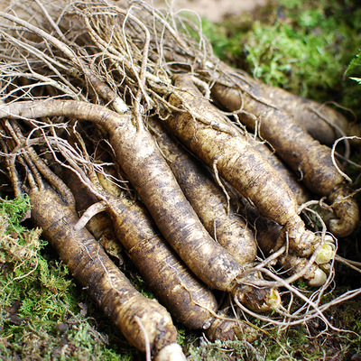 吉林长白山鲜人参10支园参保鲜参礼盒泡酒人参现货批发一斤起批