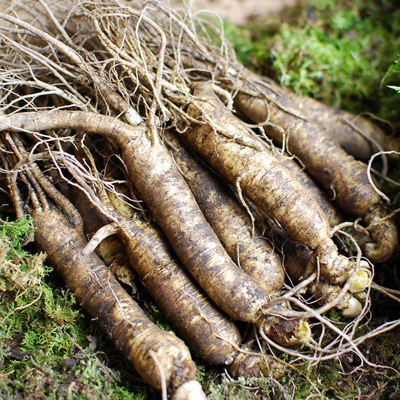 吉林长白山鲜人参10支园参保鲜参礼盒泡酒人参现货批发一斤起批