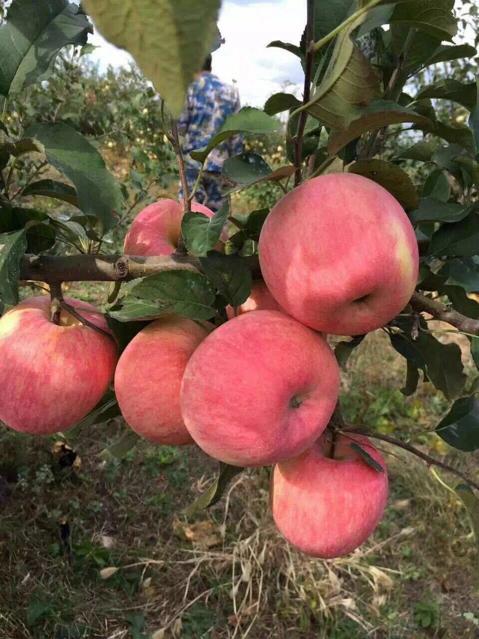 山东特产烟台红富士苹果孕妇水果脆甜多汁