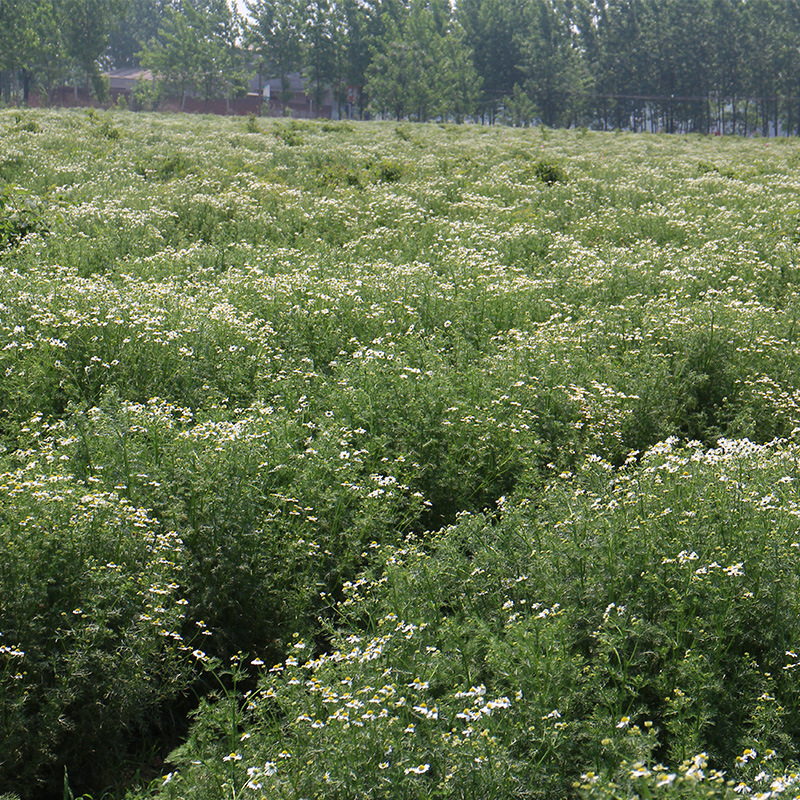 基地直供 2020德国洋甘菊纯露 洋甘菊纯露 洋甘菊花水 原料批发