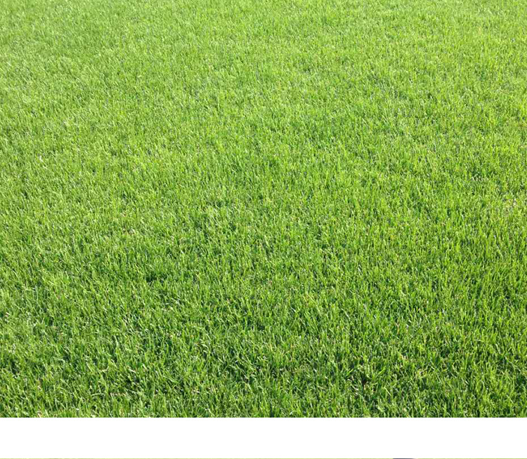暖季型四季青草坪 小区广场学校公园绿化无土果岭草地 四季青草坪