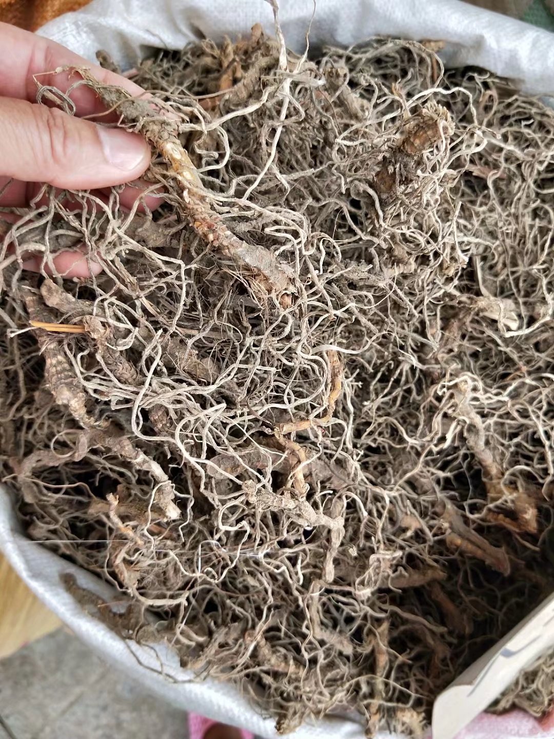 批发中药材入地蜈蚣蜈蚣草水蜈蚣倒地蜈蚣每件500克