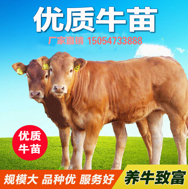 山东鲁西黄牛小黄牛的价格行情 西门塔尔牛小牛犊的出售价格行情