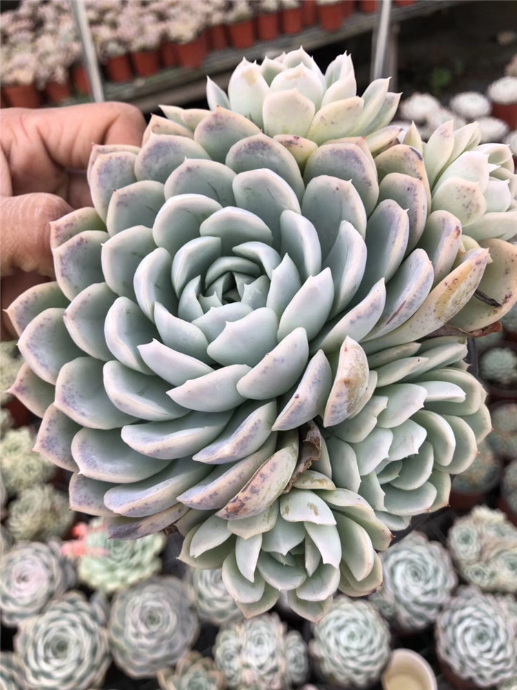 042多肉盆栽植物基地批发 墨西哥雪球群盆12cm裸根发多肉品种特价
