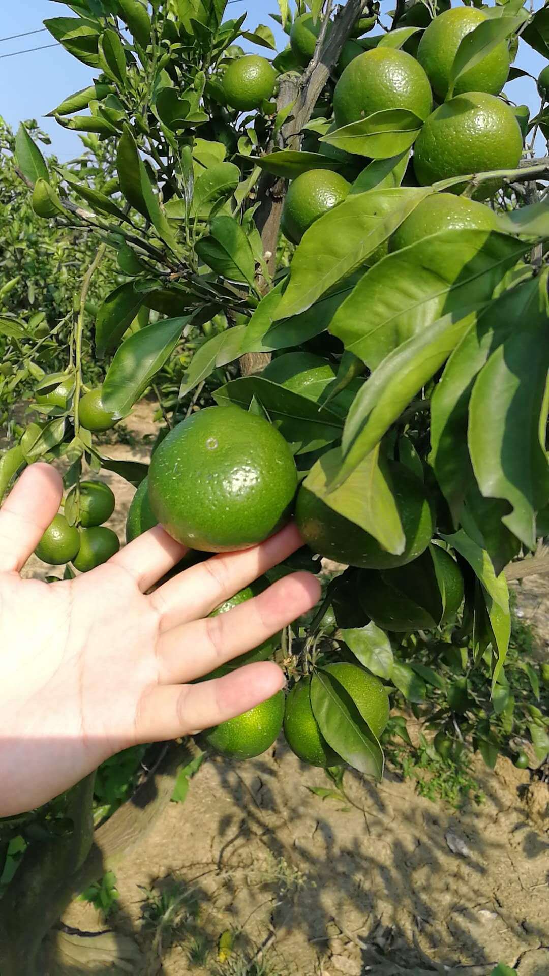 现摘青皮橘子酸甜新鲜宜昌蜜橘孕妇水果薄皮无籽桔子包邮蜜桔