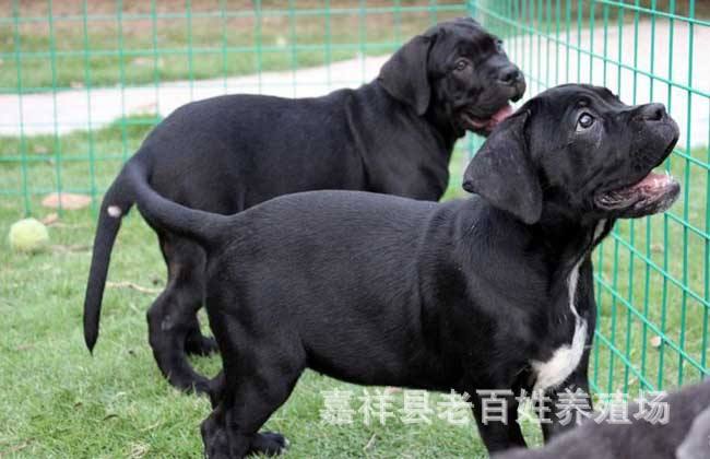 卡斯罗3个月多少钱一只三个月的卡斯罗犬多少钱一只