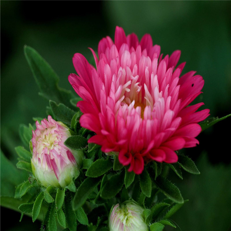 散装翠菊种子重瓣菊花切花菊花混色四季播腊七月菊景观花海易成活