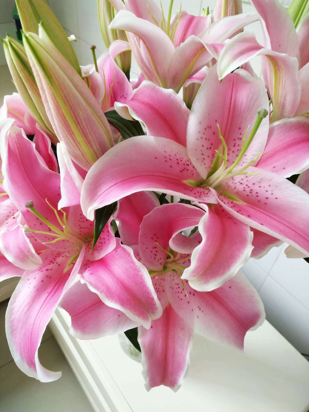 全国鲜花百合批发 云南粉色百合索尔邦基地直批 单头两头多头粉色