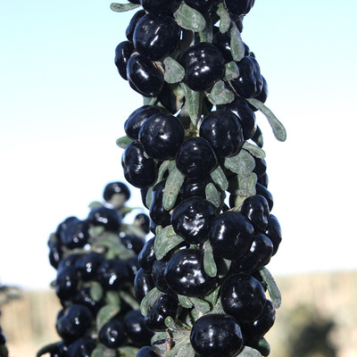 新鲜野生黑枸杞 大颗青海诺木洪正宗精选野生黑枸杞 黑枸杞批发