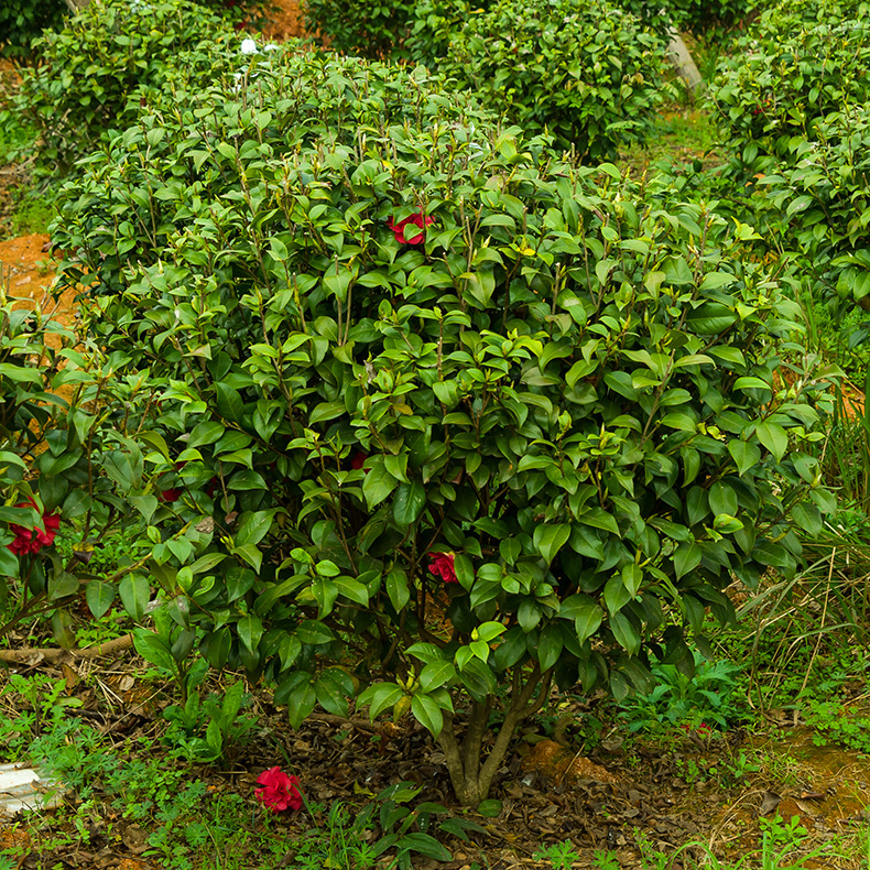 山茶花山茶花球七星茶花山茶花树汇景园艺场批发直销物美价廉苗木
