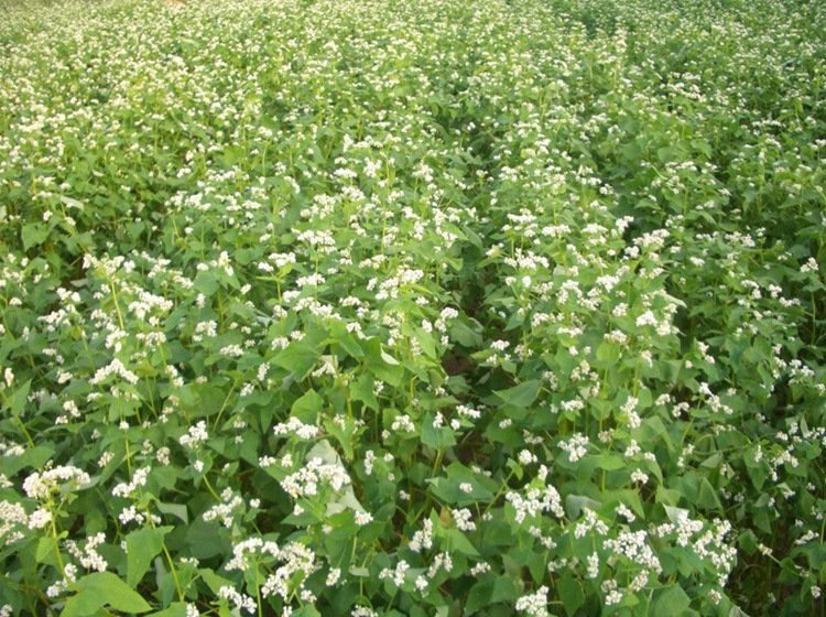 荞麦种子苦荞麦种子甜荞麦种子苗芽菜种子 杂粮种子出芽率90%以上