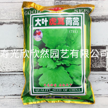 大叶茼蒿种子种籽菜籽孑皇帝菜高产籽种秋季阳台四季盆栽蔬菜青菜