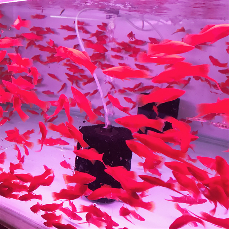 红箭鱼活体 热带观赏鱼 上海渔场直销包活 水族世界 胎生鱼活体