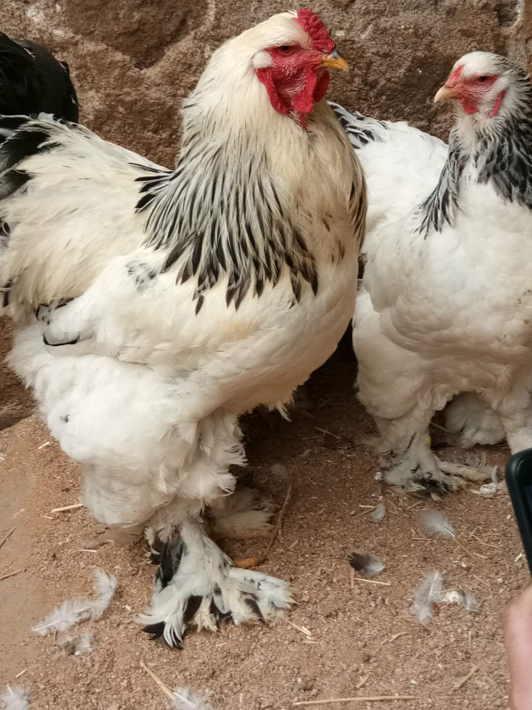 元宝鸡养殖 元宝鸡 新价格 小体的观赏鸡品种 萌宠鸡的批发