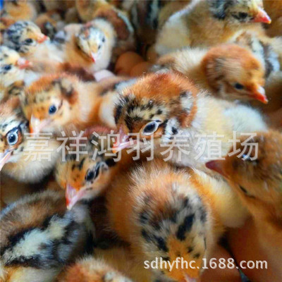 养殖技术芦花鸡苗新乡小鸡苗芦花鸡苗出售