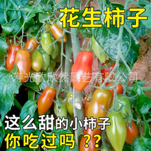 花生柿子 番茄种子 香蕉奶油樱桃小西红柿 阳台盆栽四季圣女果种