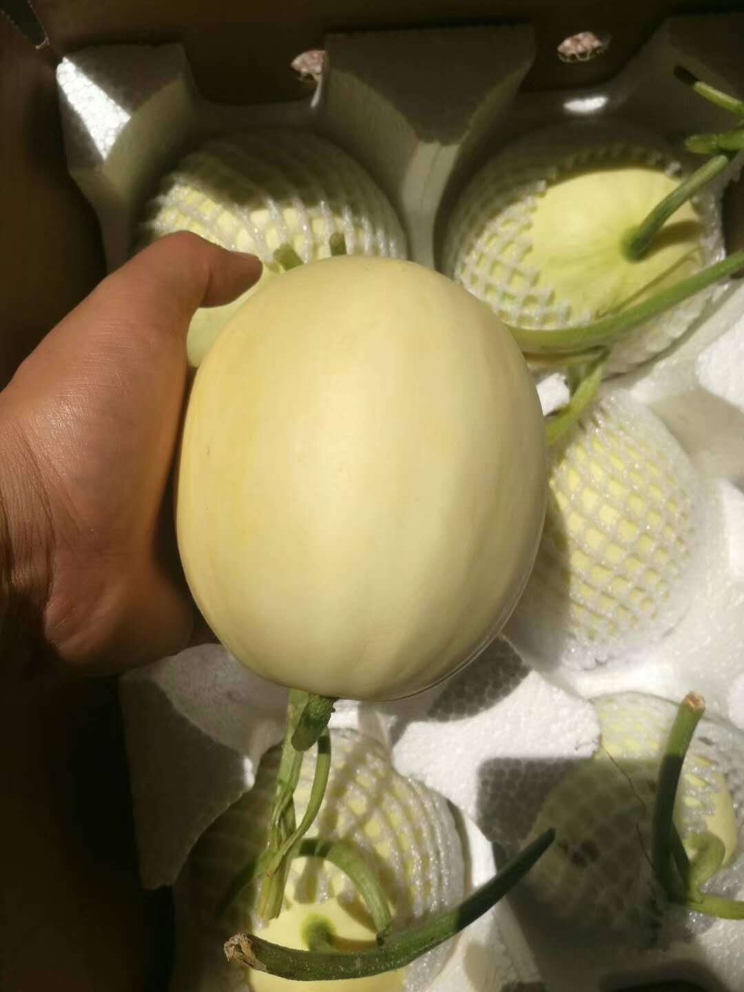 阎良白玉香 香味浓郁果肉厚实甜瓜 白皮甜瓜香瓜香甜多汁新鲜