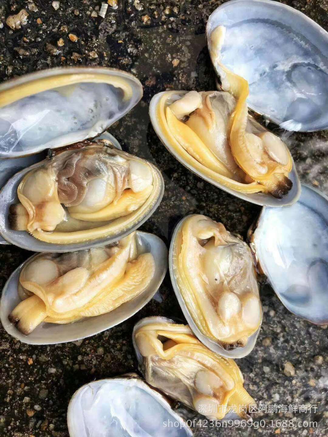 花甲冷冻花蛤 蛤 贝类水产海鲜 花甲王 1件10斤10包