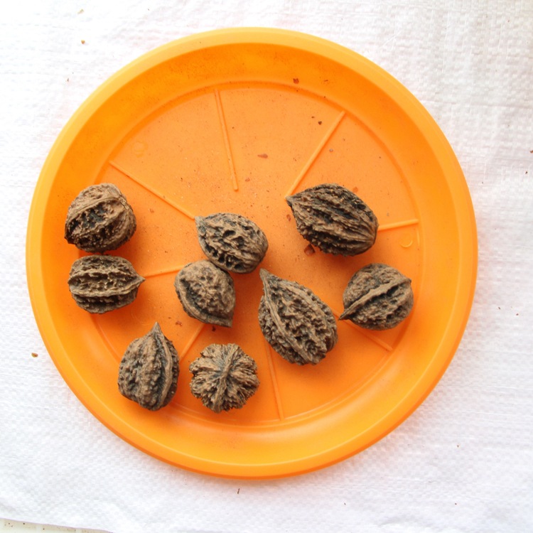 山核桃种子 薄皮纸皮核桃种子 胡桃 羌桃种子 种植文玩核桃树种籽