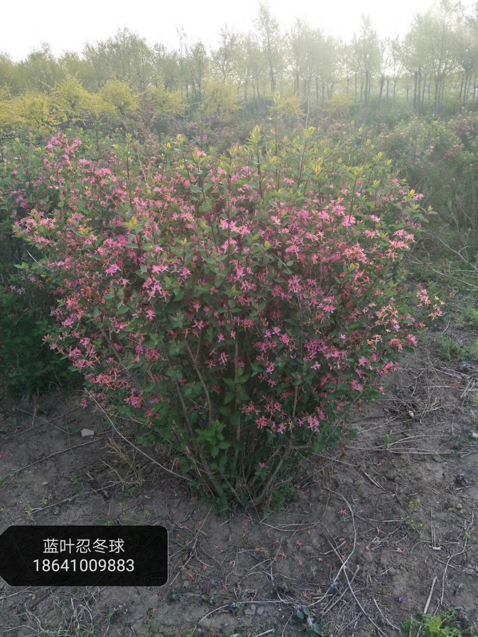 【忍冬球】-忍冬球厂家,品牌,图片,热帖-阿里巴巴