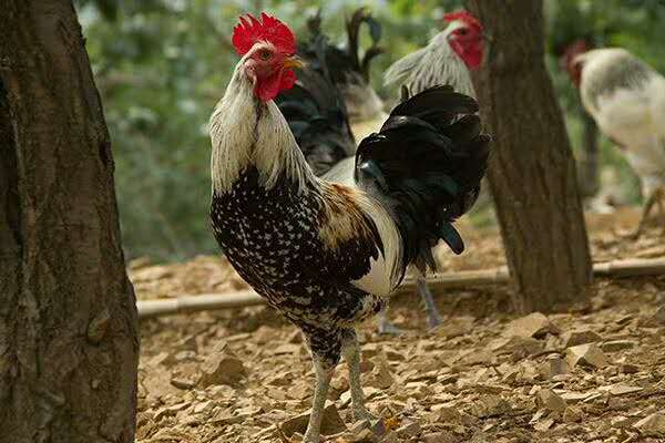 鹊山鸡苗厂家直供批发出售包活包运包打液氮马力克疫苗