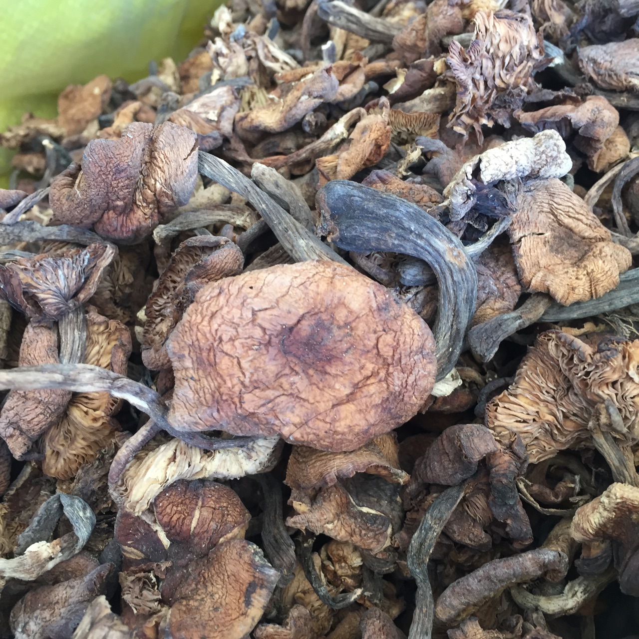 东北大兴安岭新产野生榛磨干蘑菇500克包邮