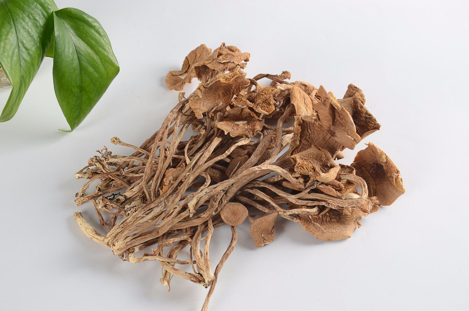 冠发古田特产开伞茶树菇500g礼袋新货茶薪菇干货食用菌批发直销