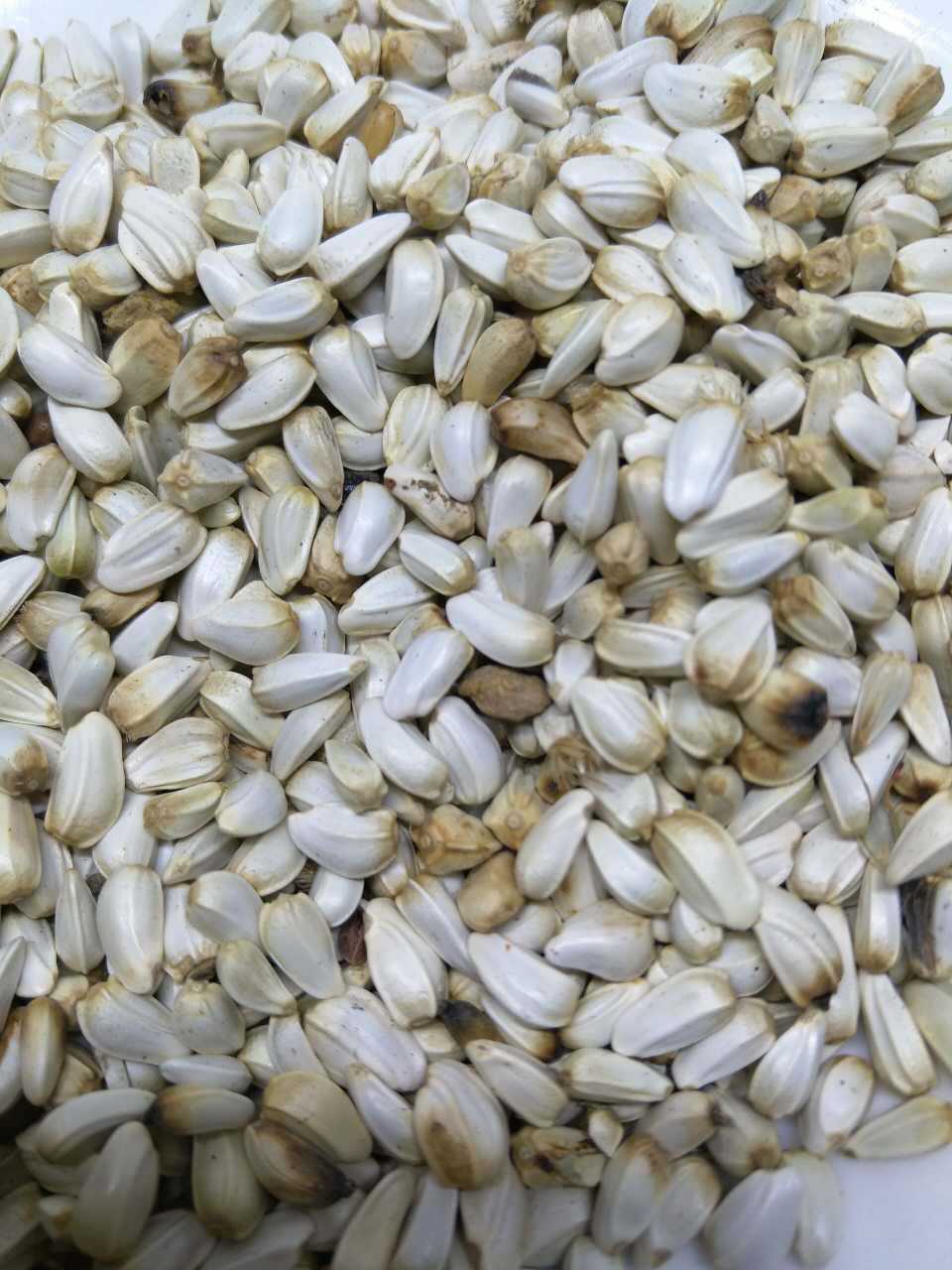 产地货源飒枫鸽粮 红花籽 红花子 新货无杂饱满 厂家直销大货批发